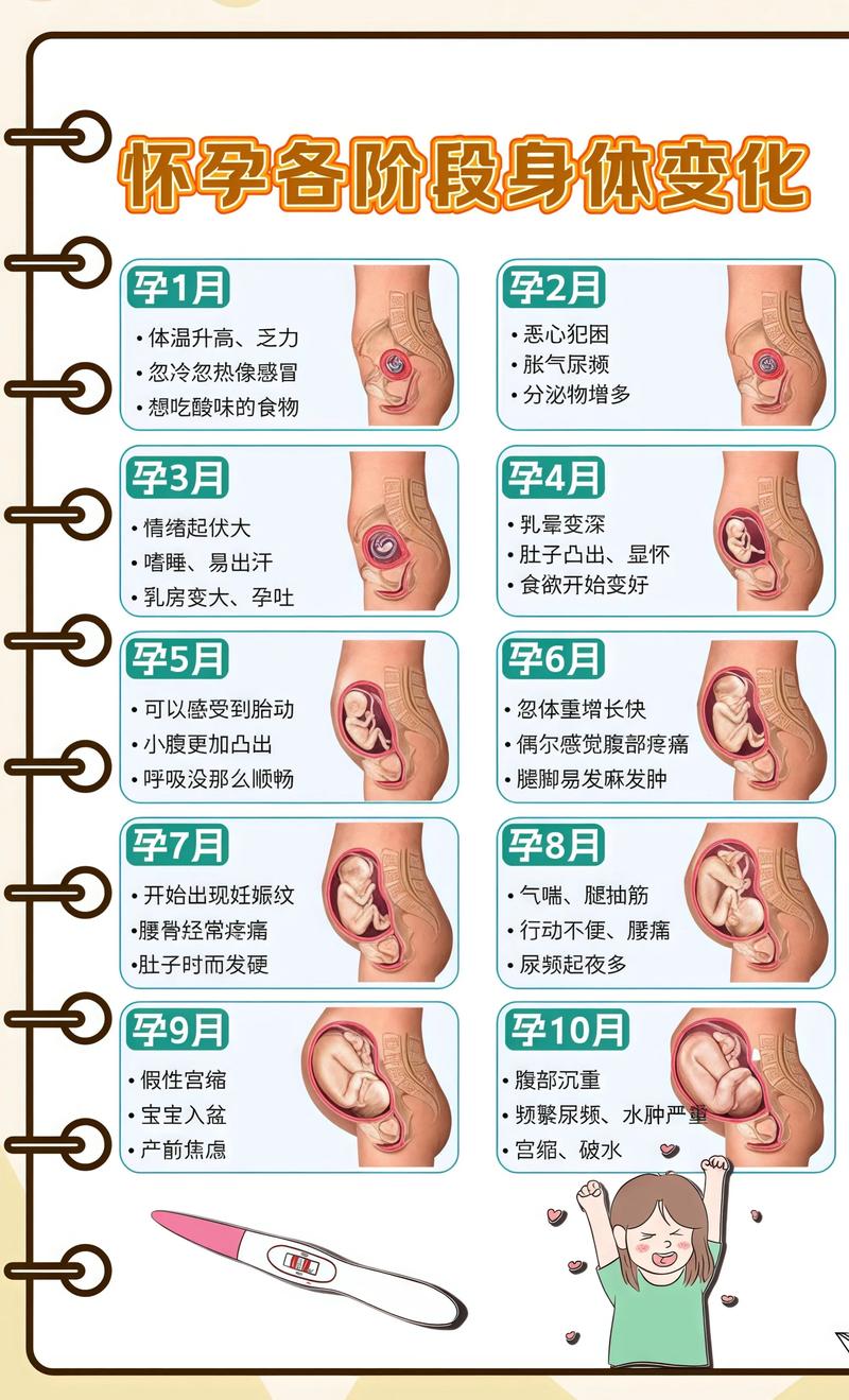 揭秘供卵代孕妈妈怀孕小腹分两节，孕期变化的奥秘梁平代生机构: